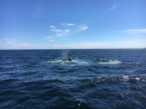 Humpback whale